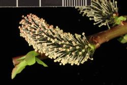 Salix gracilistyla. Male catkin.
 Image: D. Glenny © Landcare Research 2020 CC BY 4.0